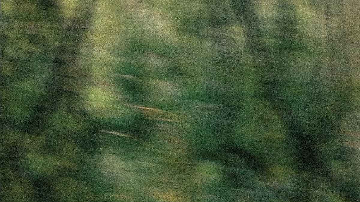 Blurred green willow foliage